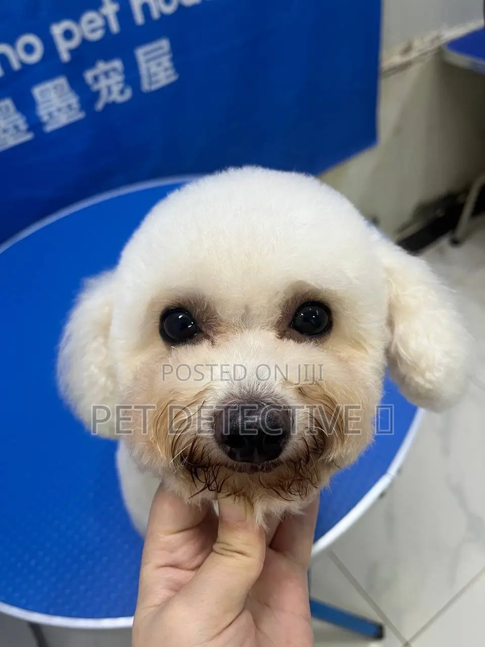 1-3 months Male Purebred Poodle