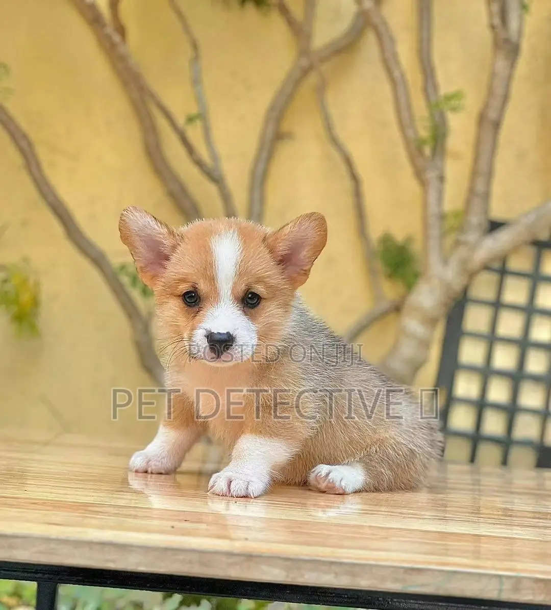1-3 months Male Purebred Pembroke Welsh Corgi