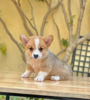 Photo - 1-3 months Male Purebred Pembroke Welsh Corgi