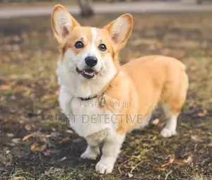 Photo - 1-3 months Male Purebred Pembroke Welsh Corgi