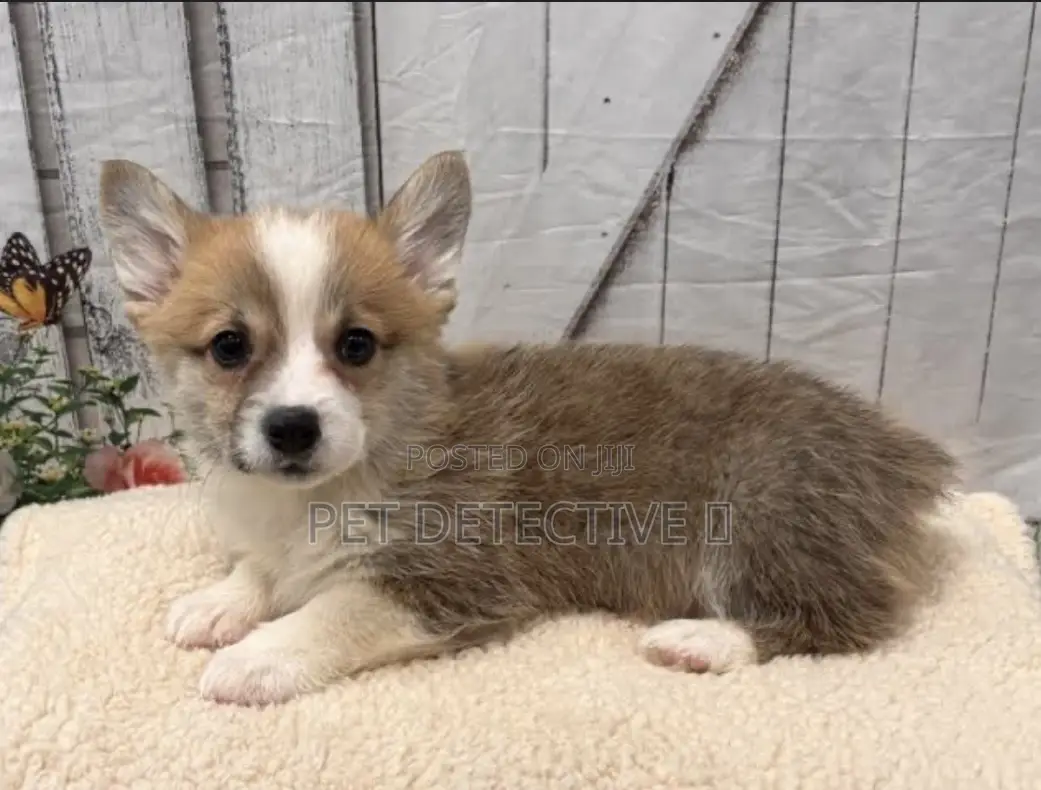 1-3 months Male Purebred Pembroke Welsh Corgi