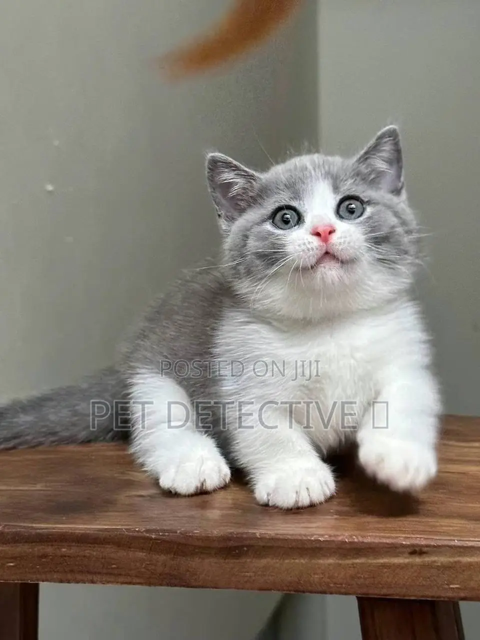 1-3 months Male Purebred British Shorthair