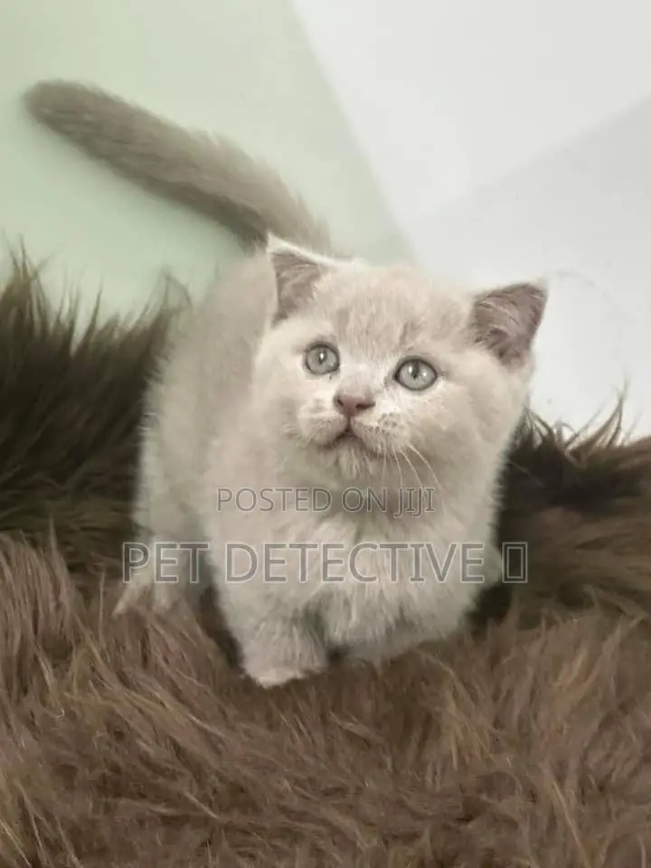 1-3 months Male Purebred British Shorthair