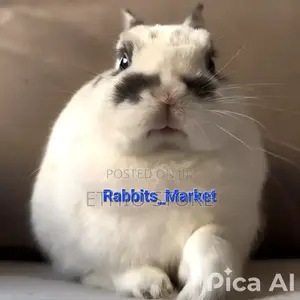 ለሳሎን ለህፃናት የሚሆኑ ለማዳ Rabbit