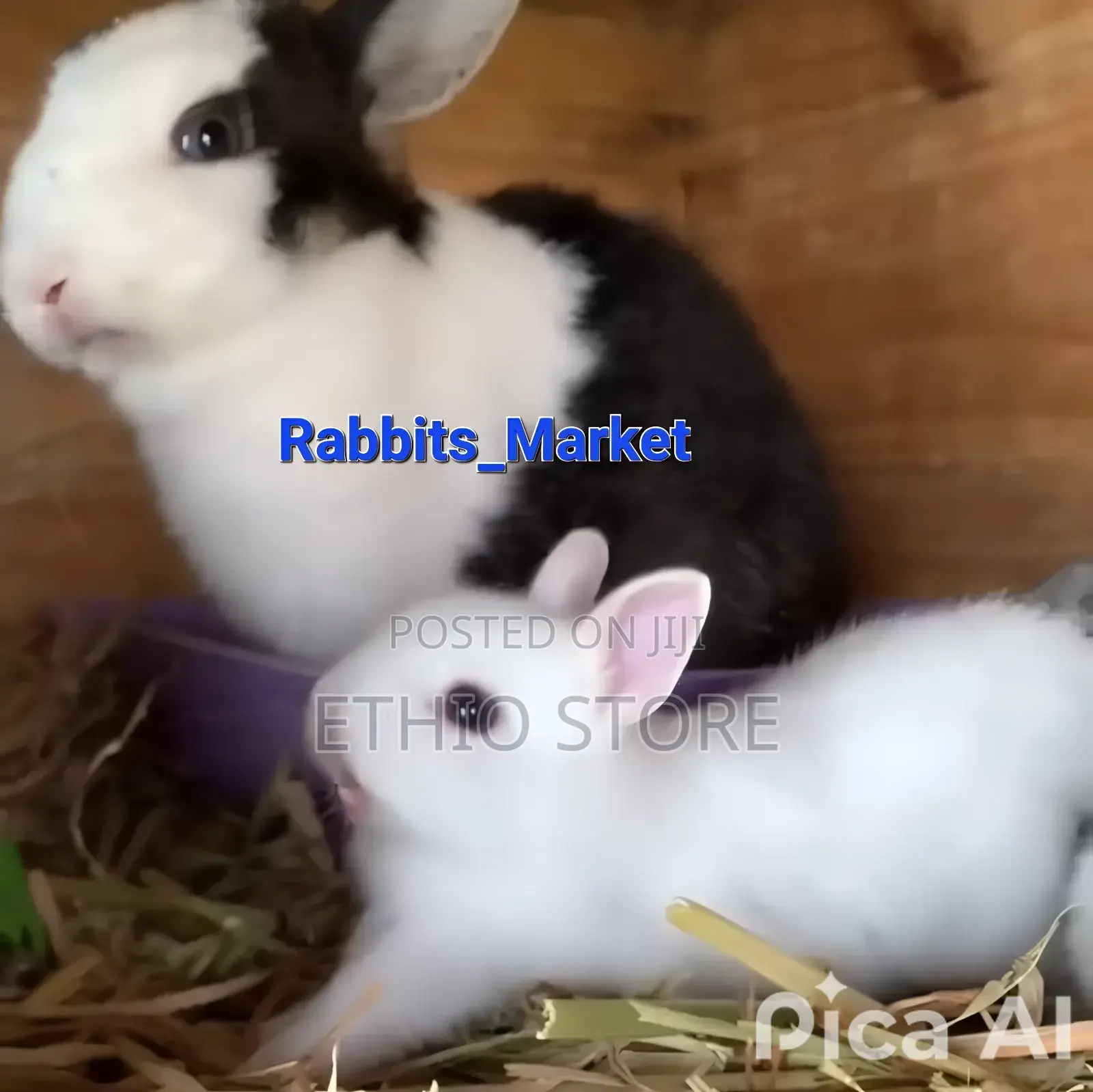 ለሳሎን ለህፃናት የሚሆኑ ለማዳ Rabbit