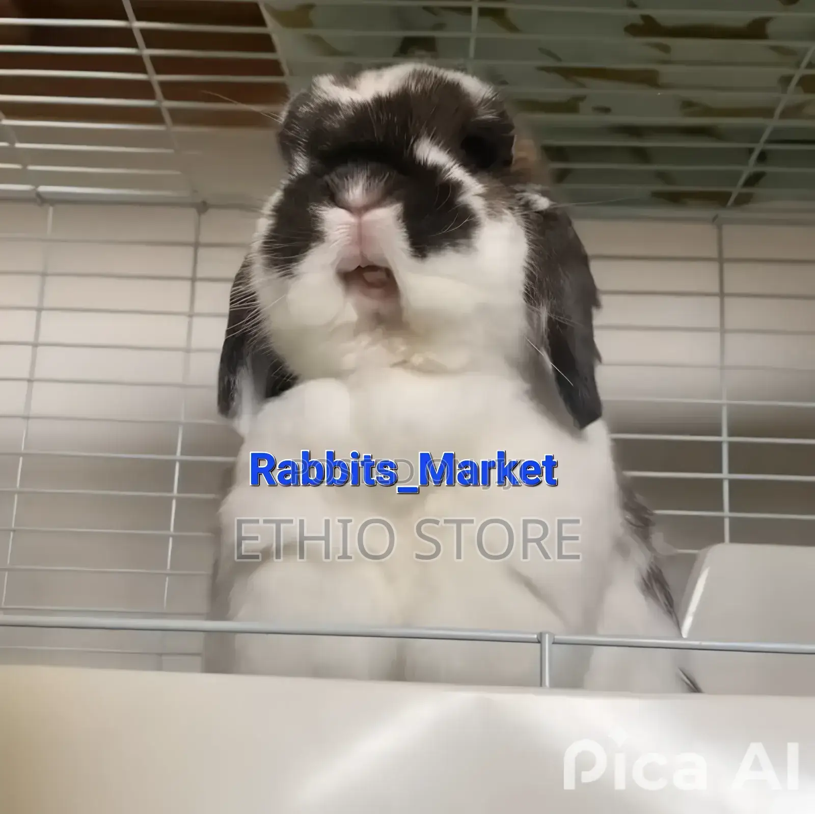 ለሳሎን ለህፃናት የሚሆኑ ለማዳ Rabbit