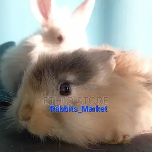 ጥንቸል ለሳሎን ለህፃናት የሚሆኑ