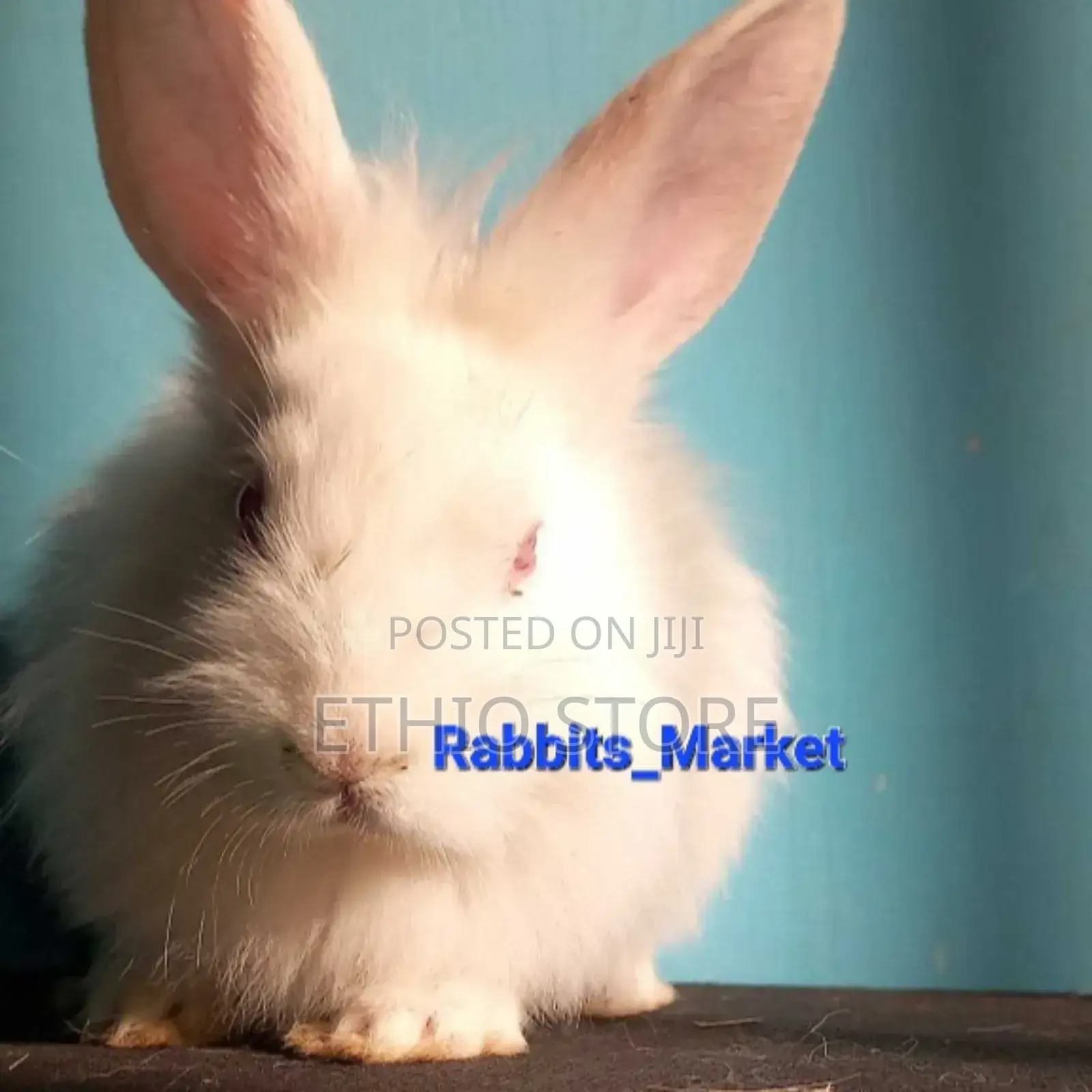 ጥንቸል ለሳሎን ለህፃናት የሚሆኑ