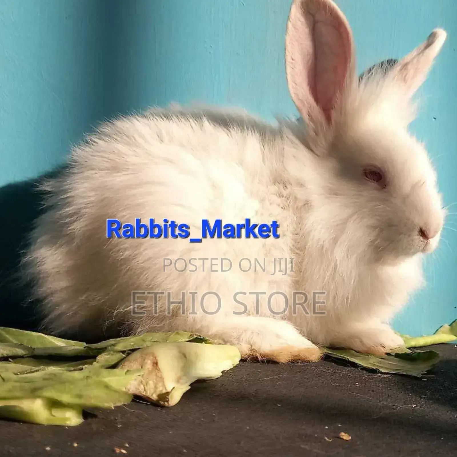 ጥንቸል ለሳሎን ለህፃናት የሚሆኑ