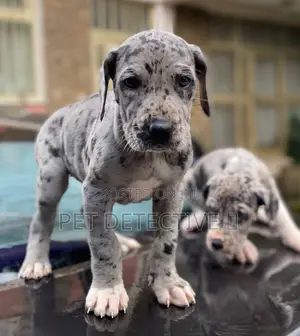 Photo - 1-3 months Male Purebred Great Dane