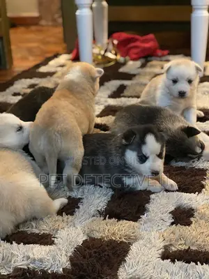 Photo - 1-3 months Male Purebred Siberian Husky