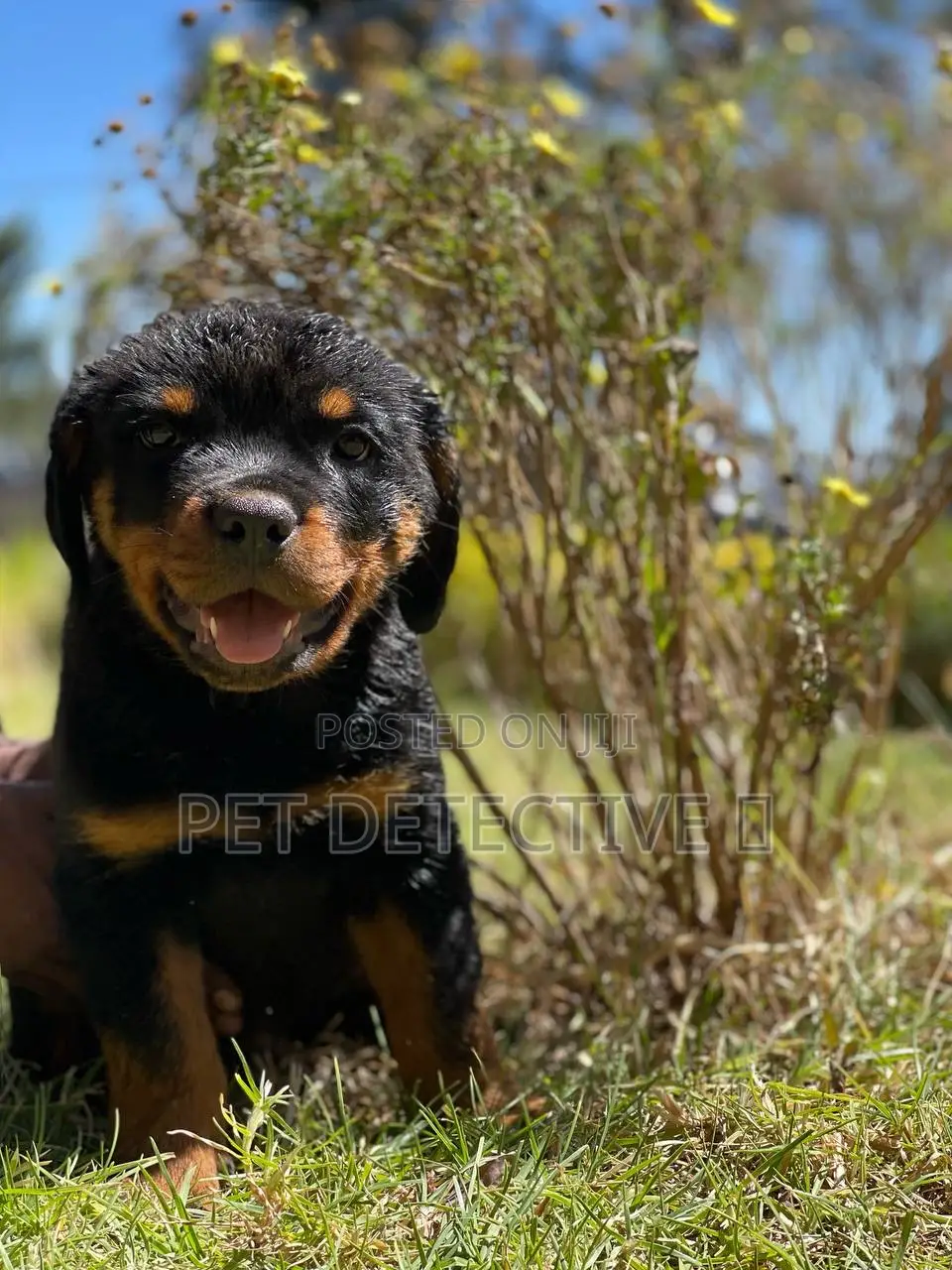 1-3 months Male Purebred Rottweiler