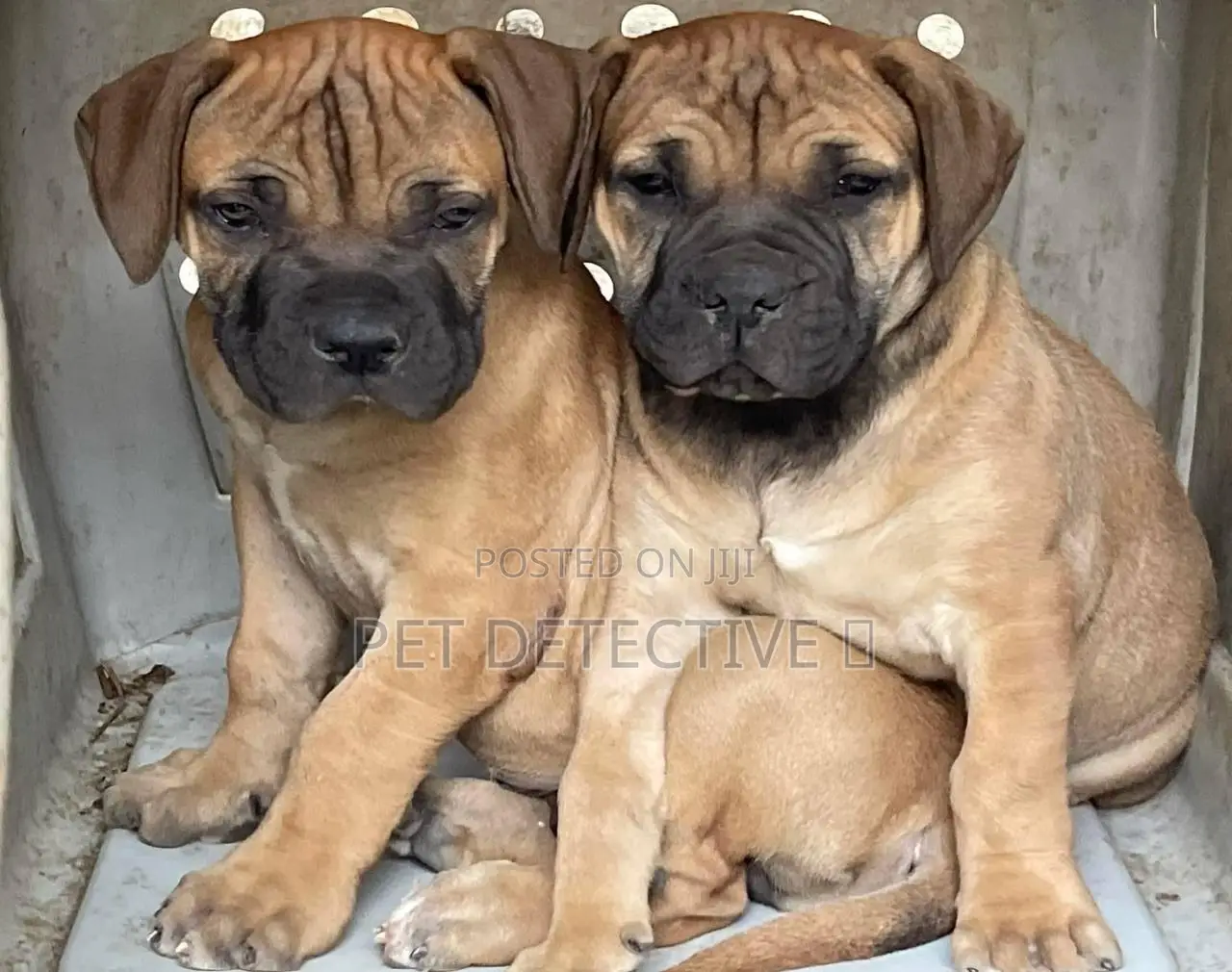 1-3 months Male Purebred Bullmastiff