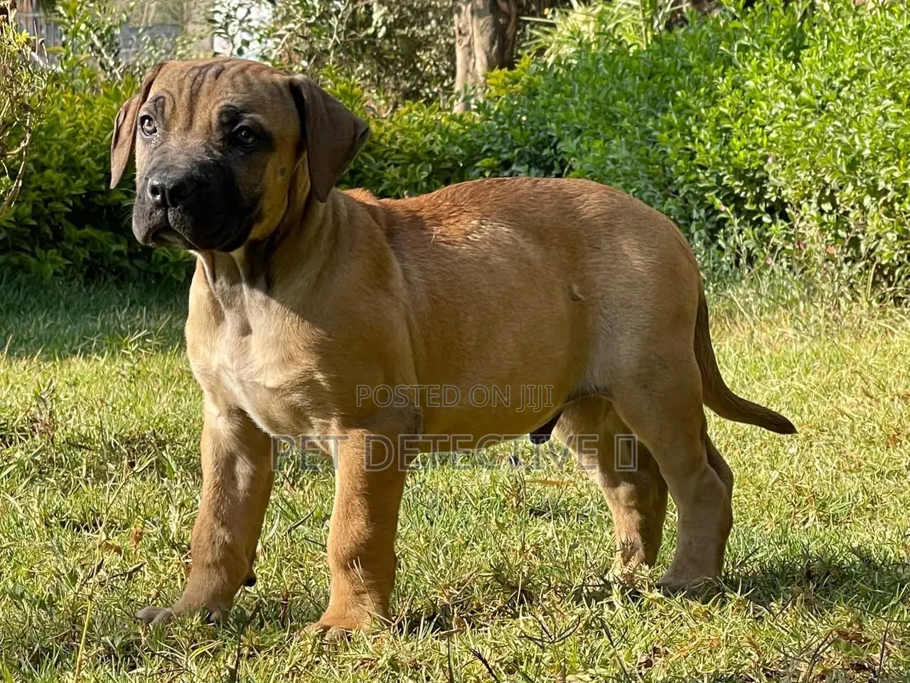 1-3 months Male Purebred Bullmastiff