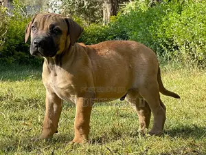 Photo - 1-3 months Male Purebred Bullmastiff