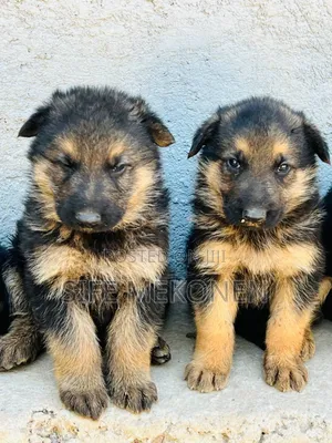 1-3 months Male Purebred German Shepherd