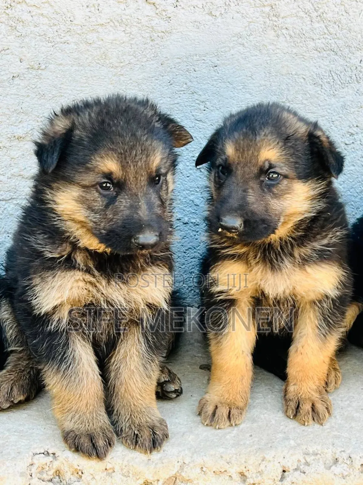 1-3 months Male Purebred German Shepherd