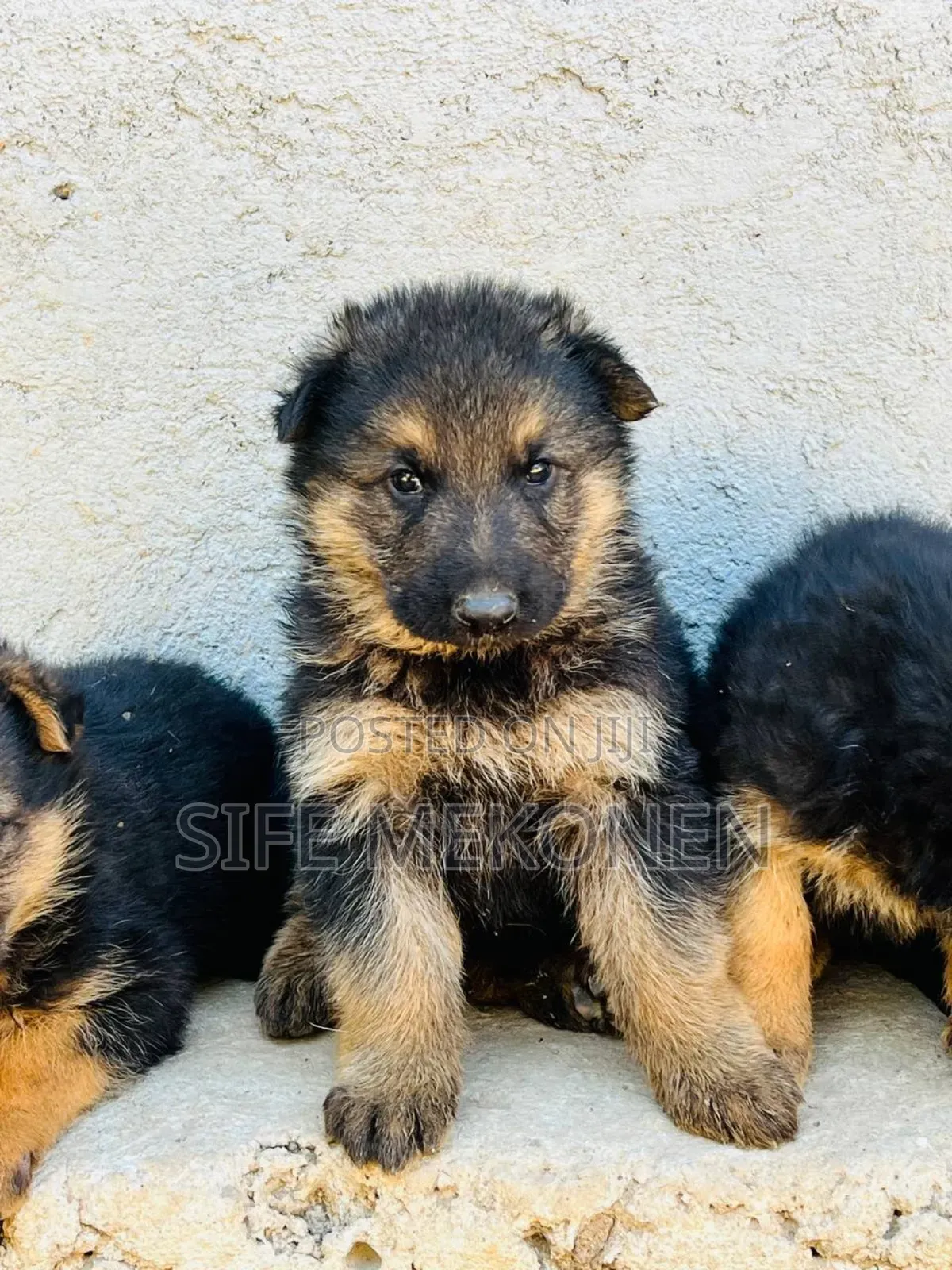 1-3 months Male Purebred German Shepherd