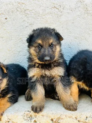 1-3 months Male Purebred German Shepherd