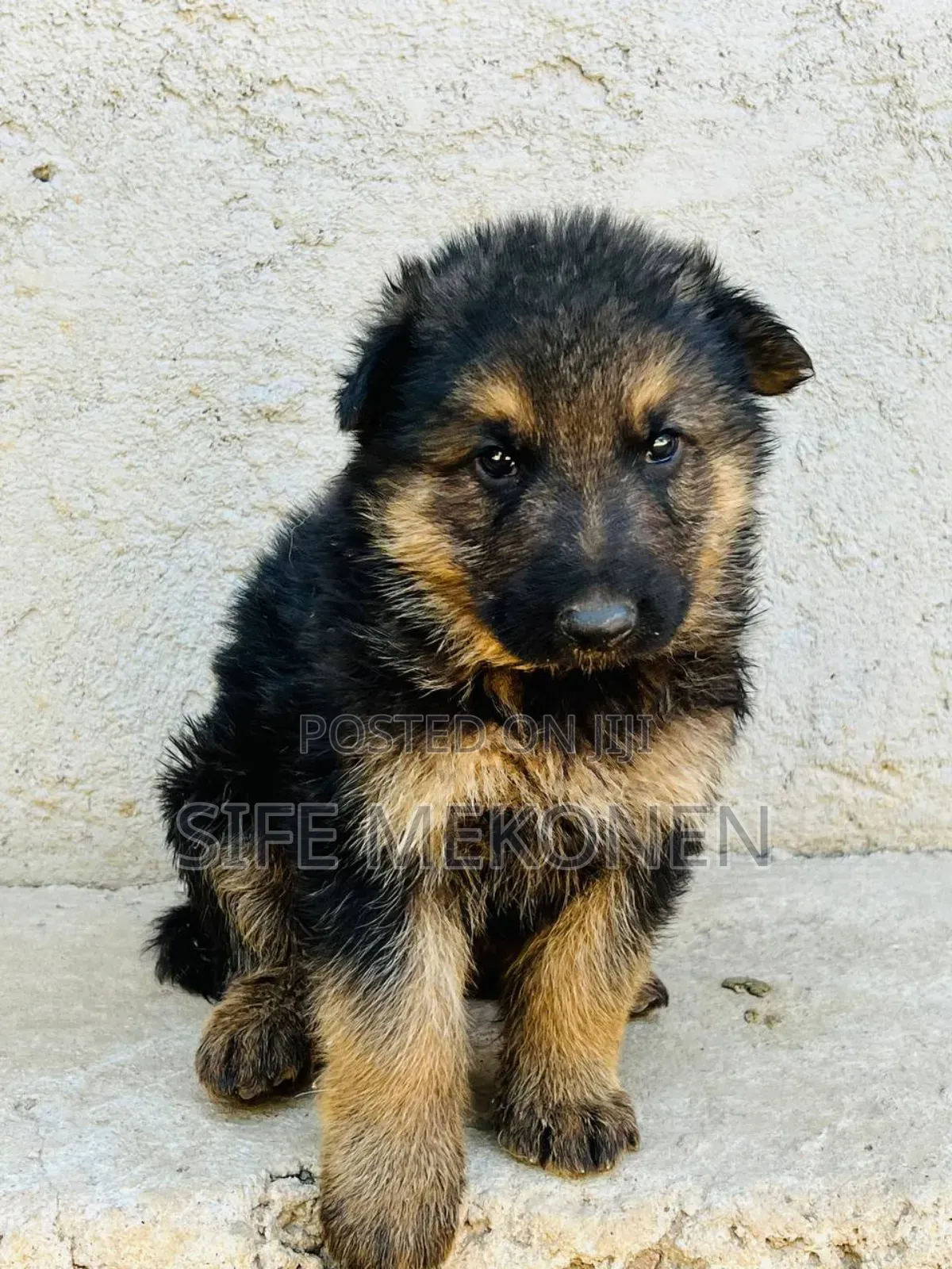 1-3 months Male Purebred German Shepherd