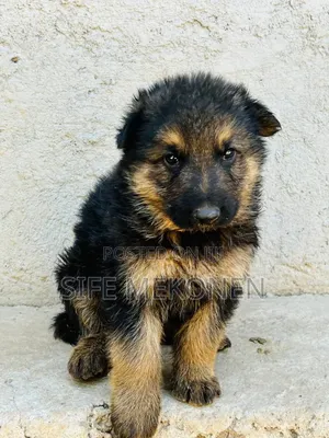 1-3 months Male Purebred German Shepherd