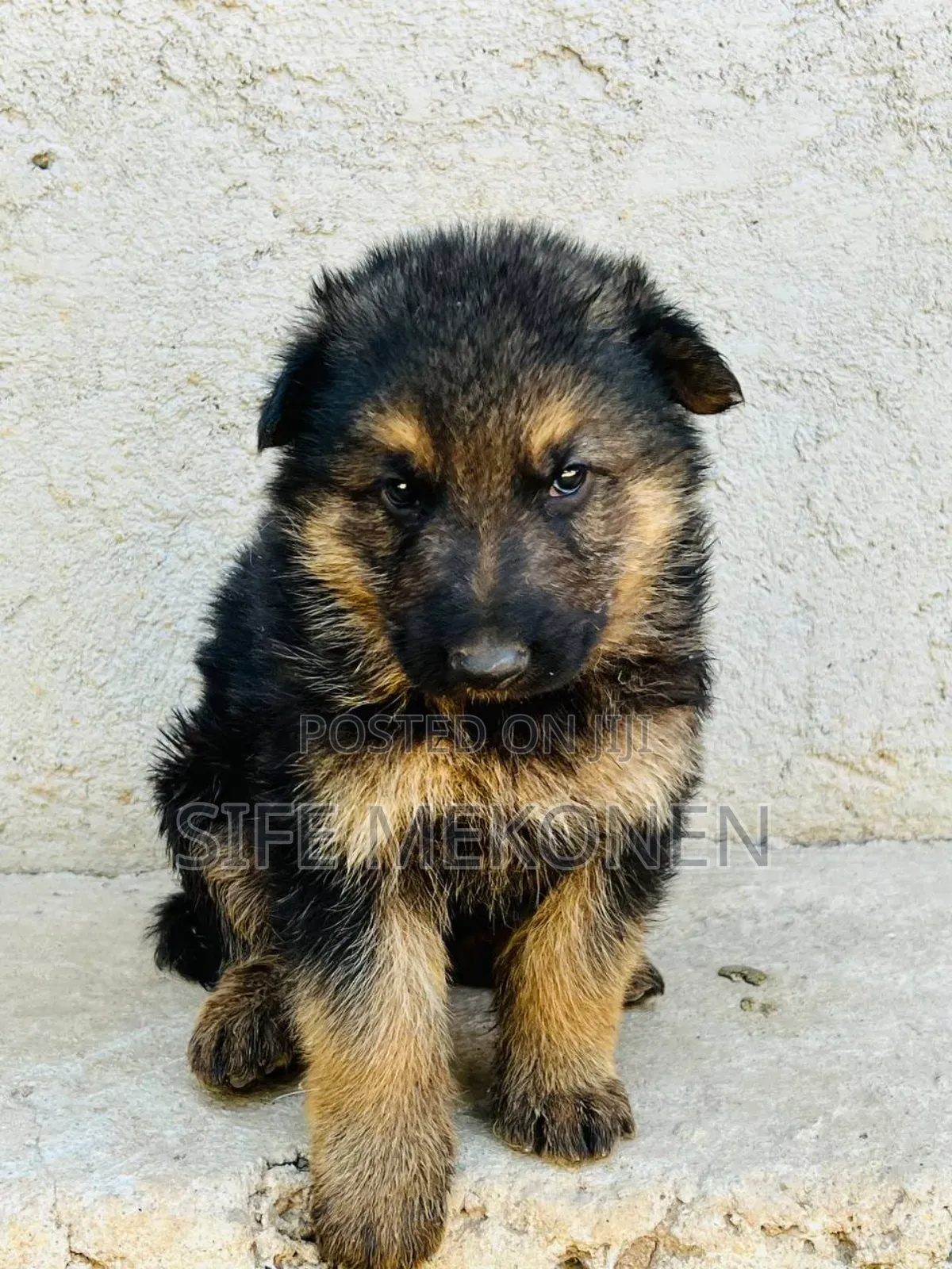 1-3 months Male Purebred German Shepherd