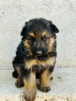 Photo - 1-3 months Male Purebred German Shepherd