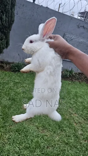 Rabit( ጥንቸል)