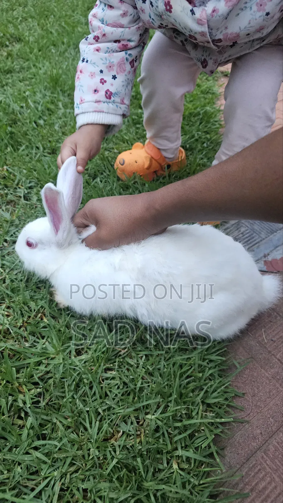 Rabit( ጥንቸል)