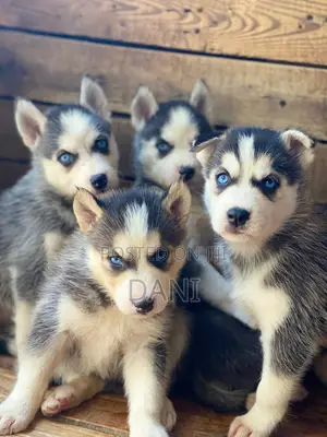 Photo - 1-3 months Male Purebred Siberian Husky