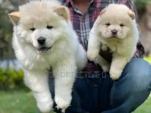 Photo - 1-3 months Male Purebred Chow Chow