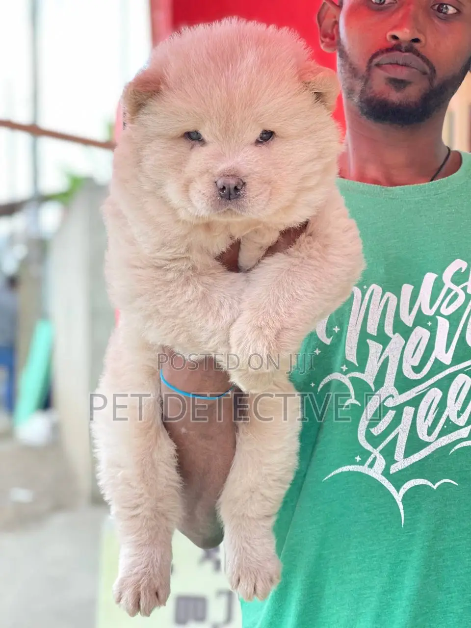 1-3 months Male Purebred Chow Chow