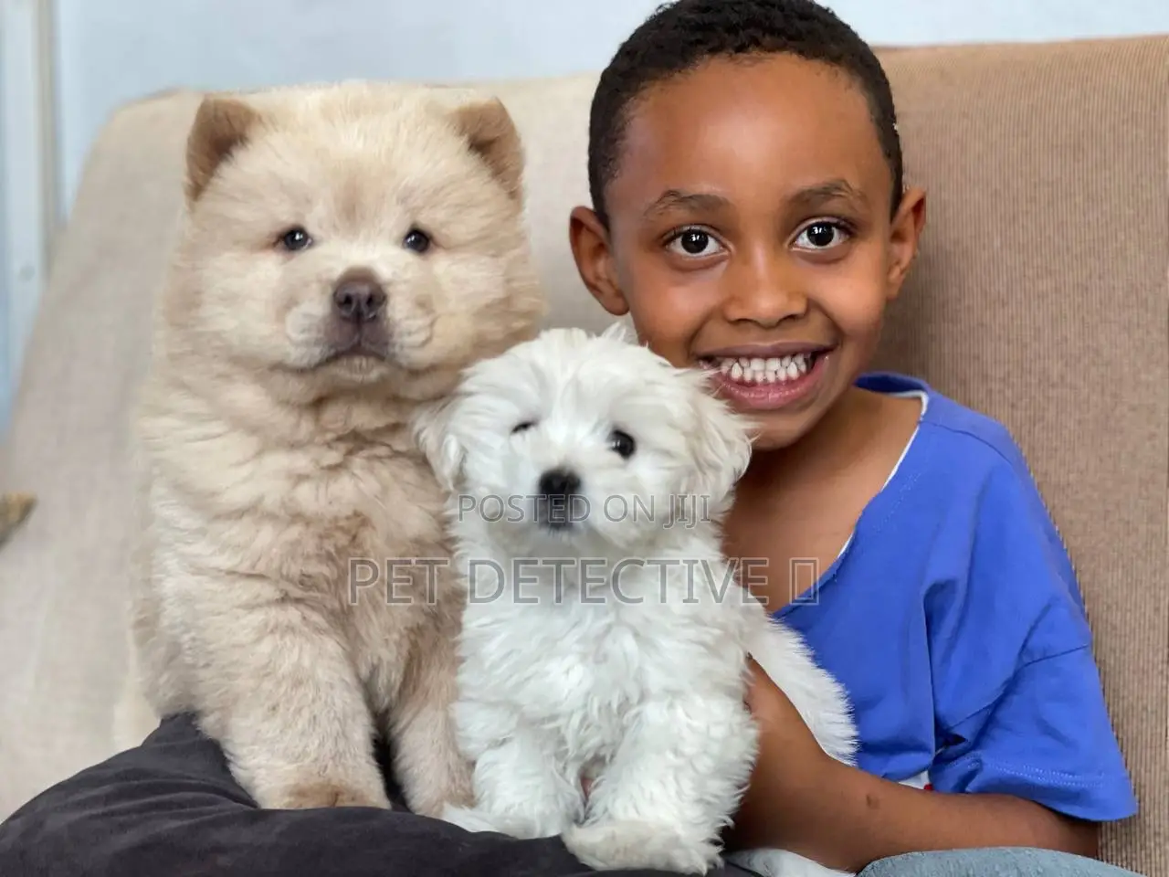 1-3 months Male Purebred Chow Chow