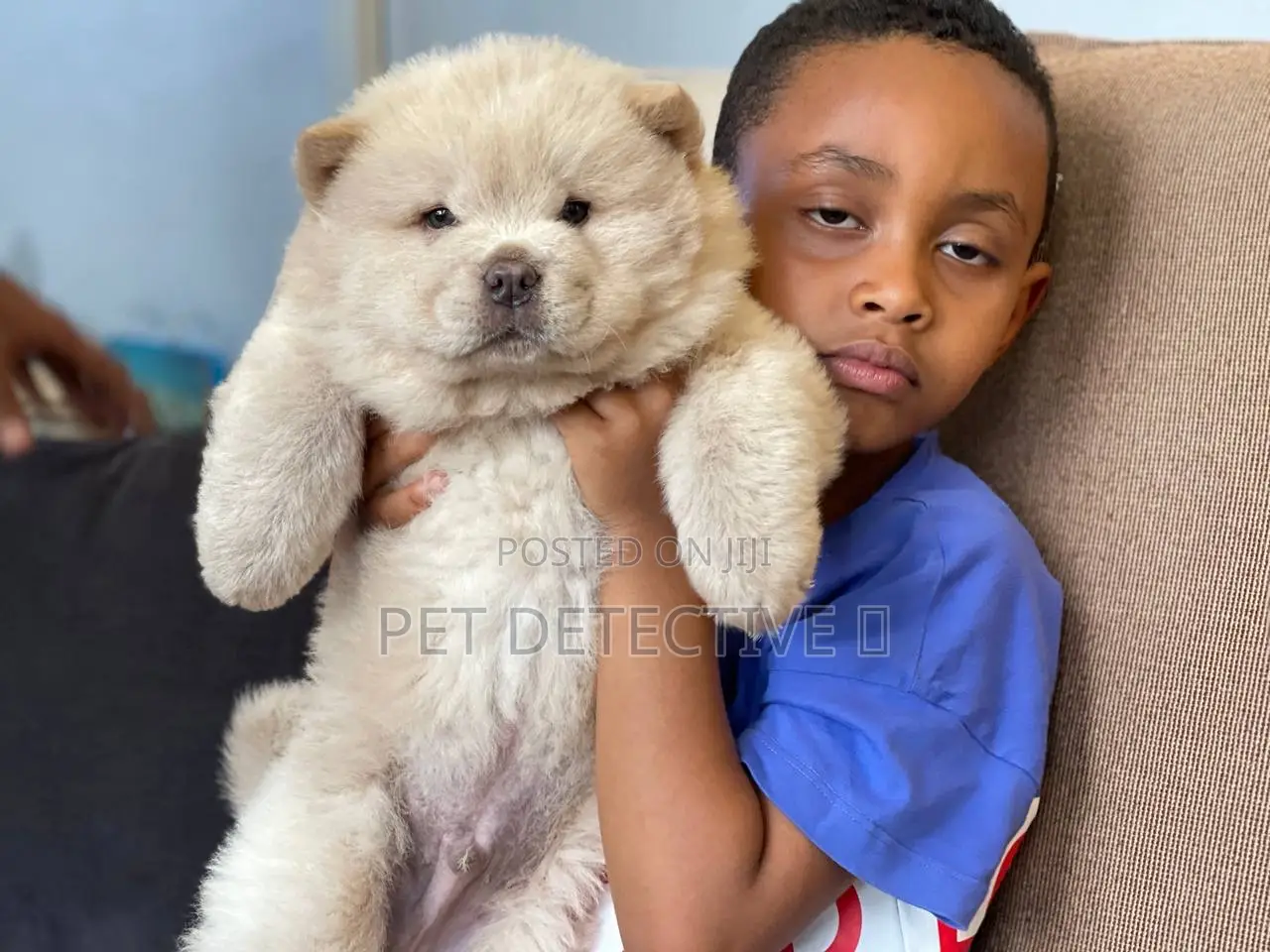 1-3 months Male Purebred Chow Chow