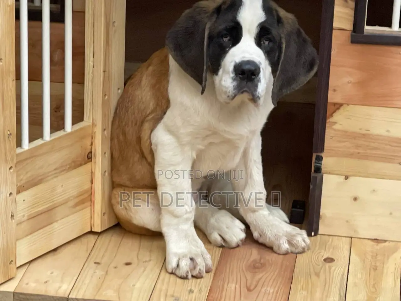 1-3 months Male Purebred Saint Bernard