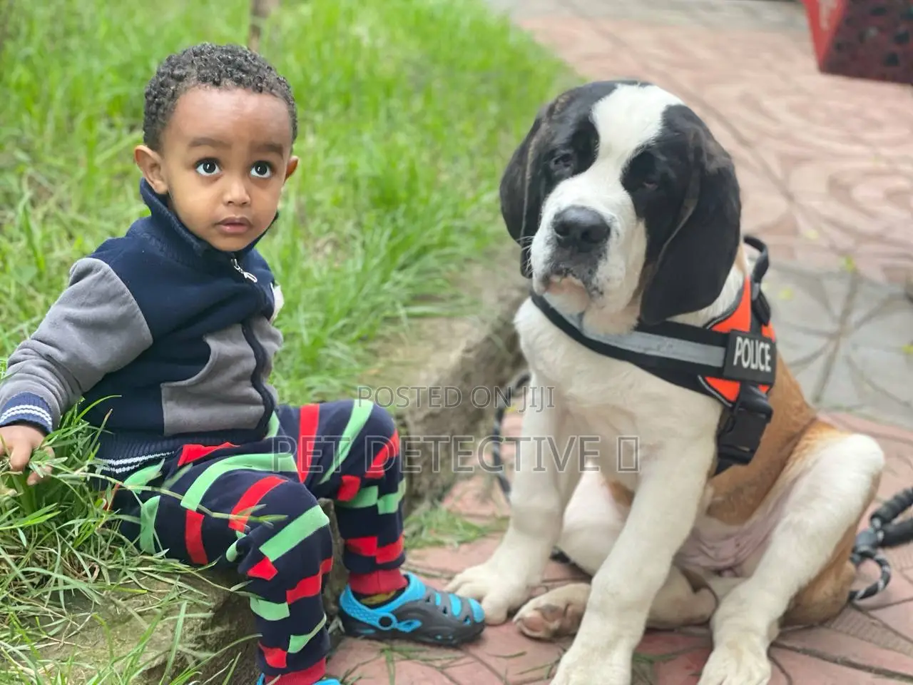 1-3 months Male Purebred Saint Bernard