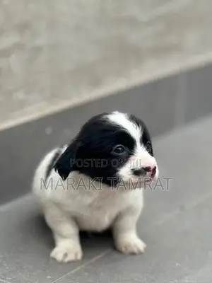 1-3 months Male Purebred Maltese