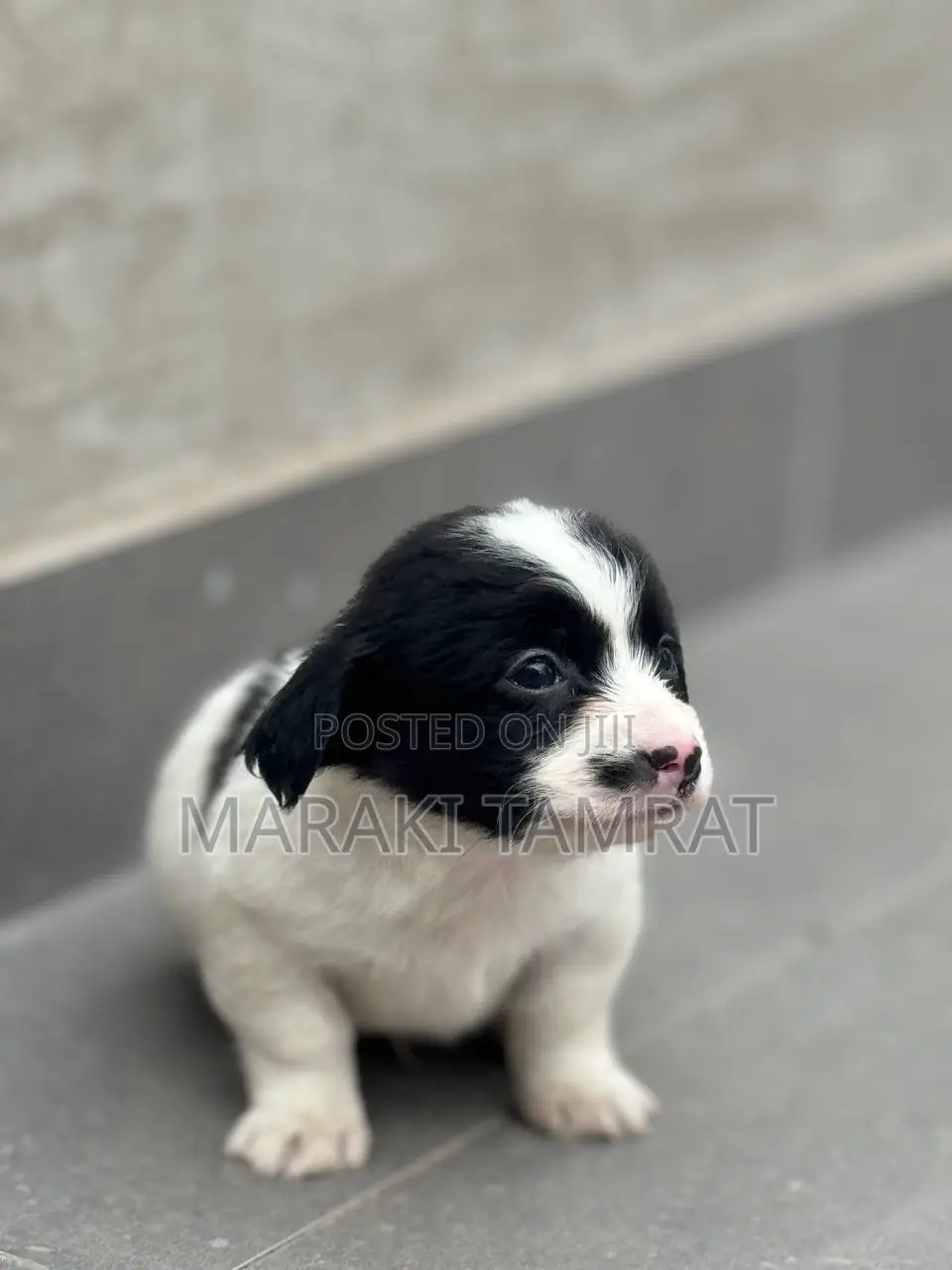 1-3 months Male Purebred Maltese