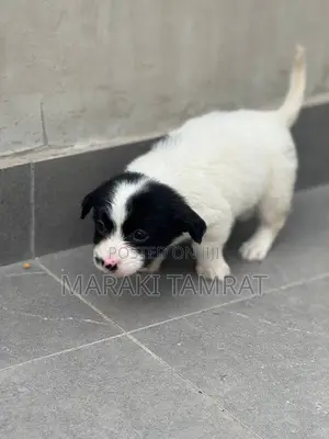 1-3 months Male Purebred Maltese