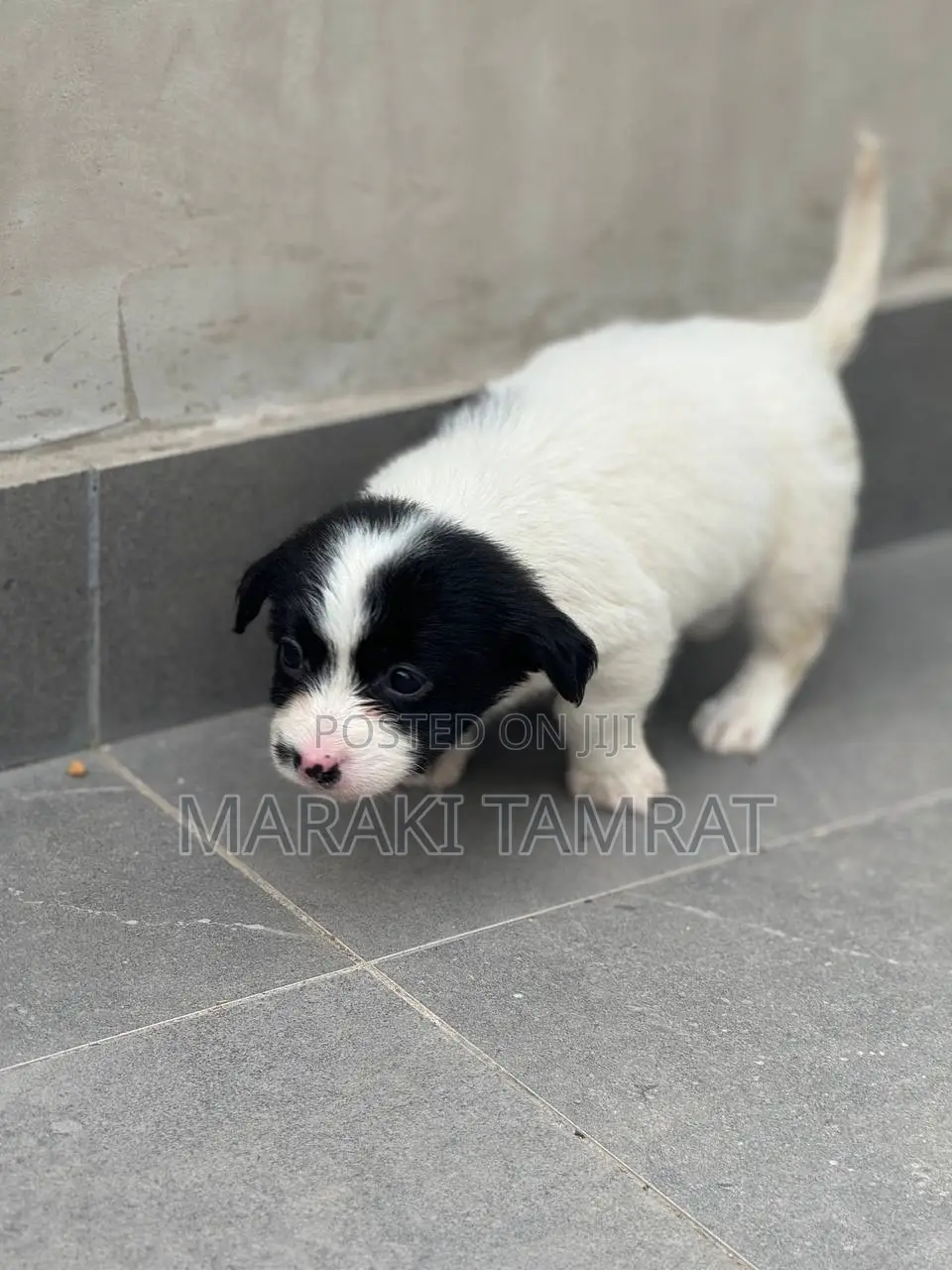 1-3 months Male Purebred Maltese