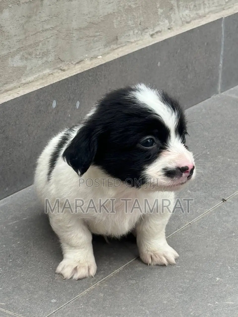 1-3 months Male Purebred Maltese