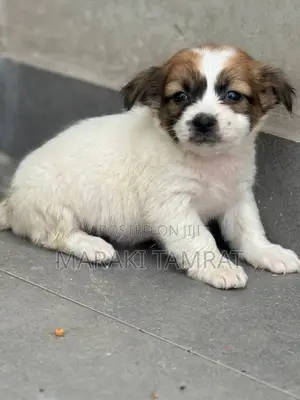 Photo - 1-3 months Male Purebred Maltese