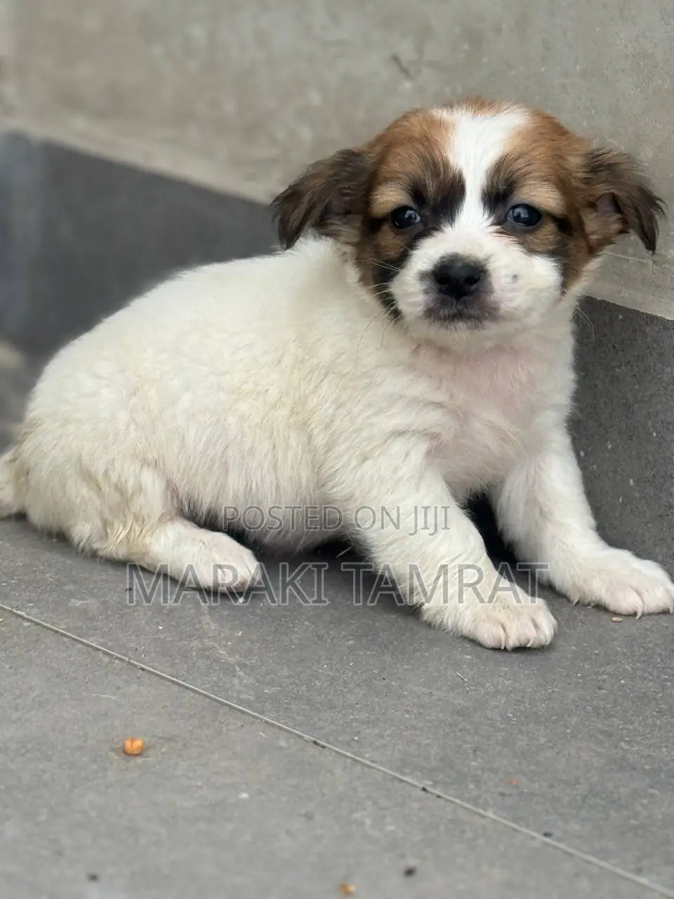 1-3 months Male Purebred Maltese