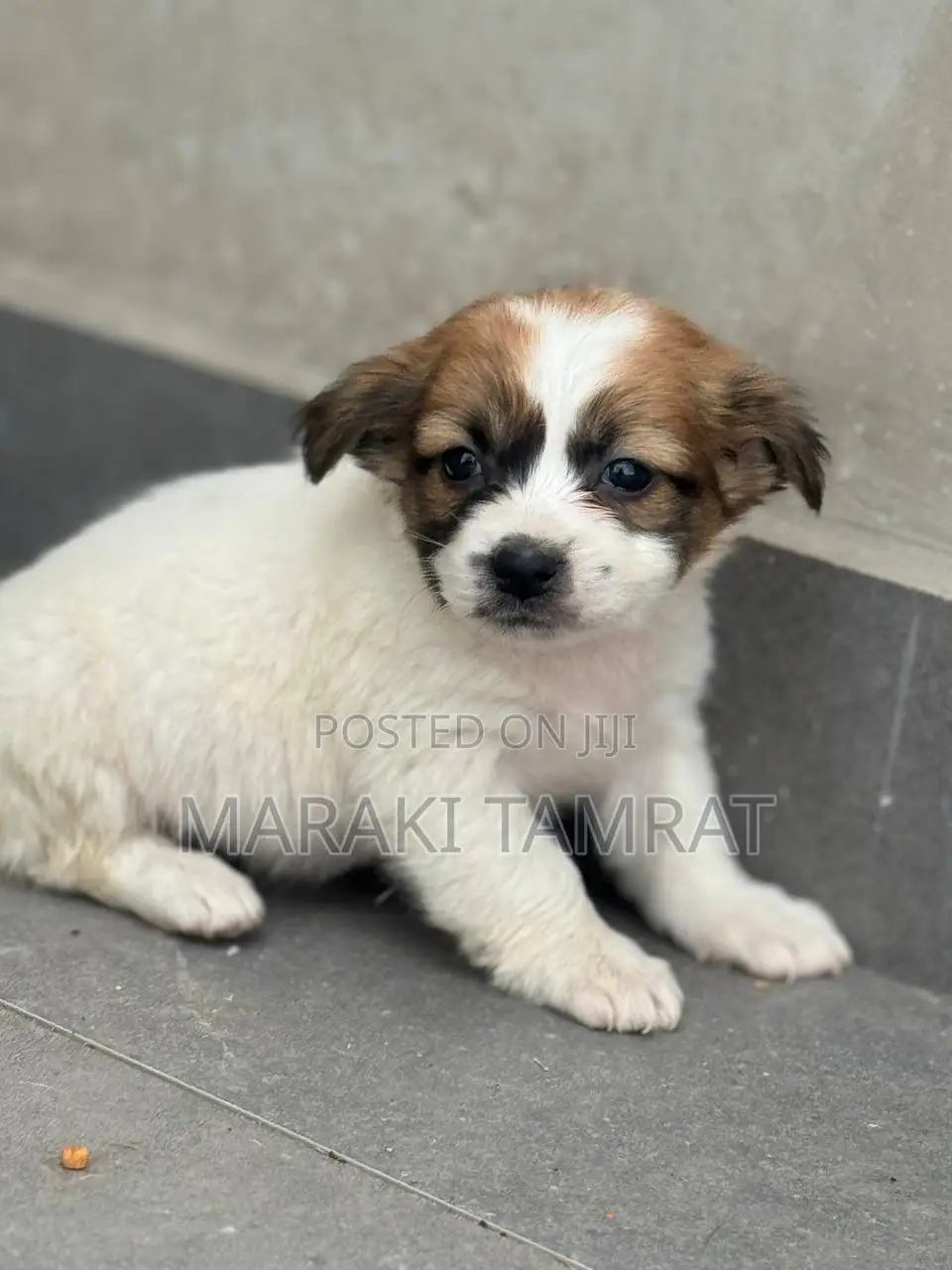 1-3 months Male Purebred Maltese