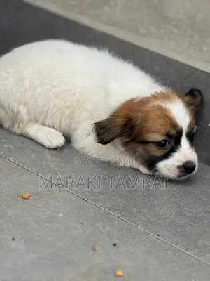 1-3 months Male Purebred Maltese