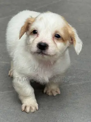 Photo - 1-3 months Female Purebred Maltese