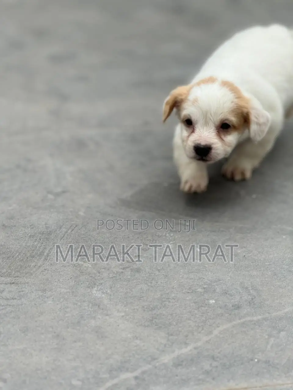 1-3 months Female Purebred Maltese