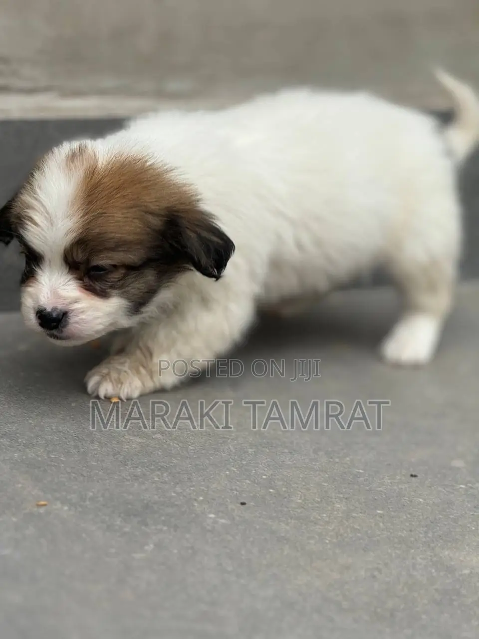 1-3 months Female Purebred Maltese