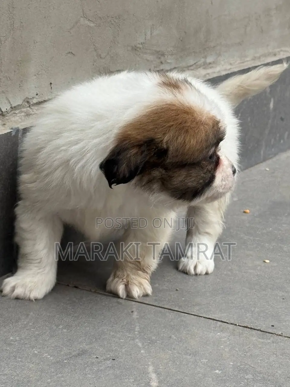 1-3 months Female Purebred Maltese