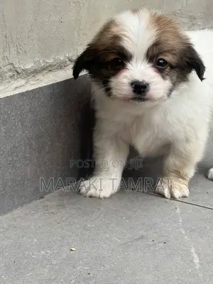 1-3 months Female Purebred Maltese